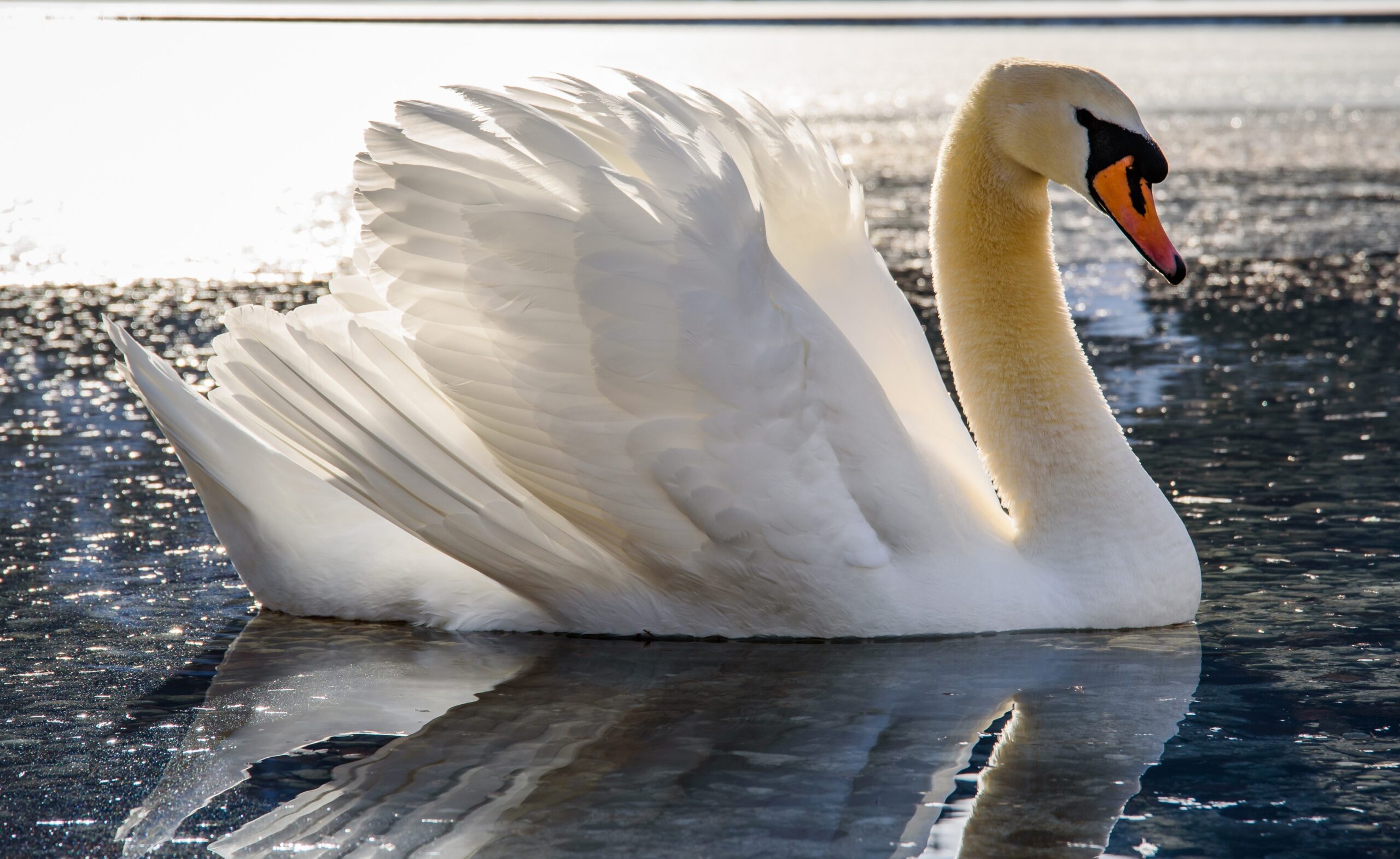 Weißer Schwan auf ruhigem Wasser – Symbol für Würde und Transformation